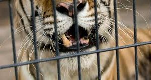 कब्जे में आया हमलावर बाघ 4 Hello Uttarakhand News »