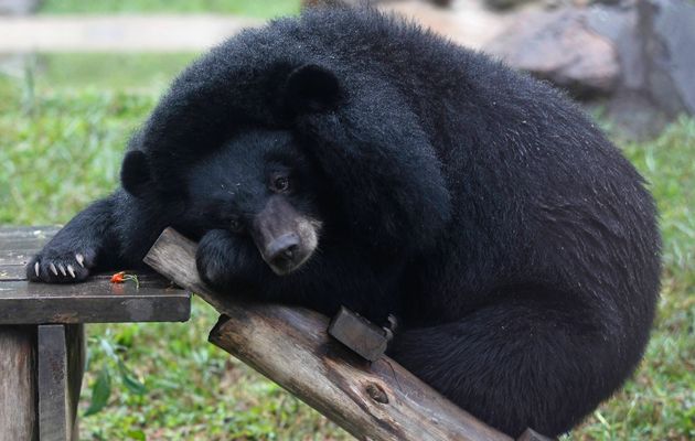 कराेड़ों के भालू की पित्त के साथ दो तस्कर गिरफ्तार… 3 Hello Uttarakhand News »