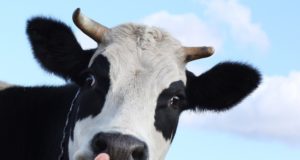 पशु बिक्री बैन पर सुप्रीम कोर्ट का केंद्र सरकार को झटका, नोटिफिकेशन पर पूरे देश में रोक.. 3 Hello Uttarakhand News »