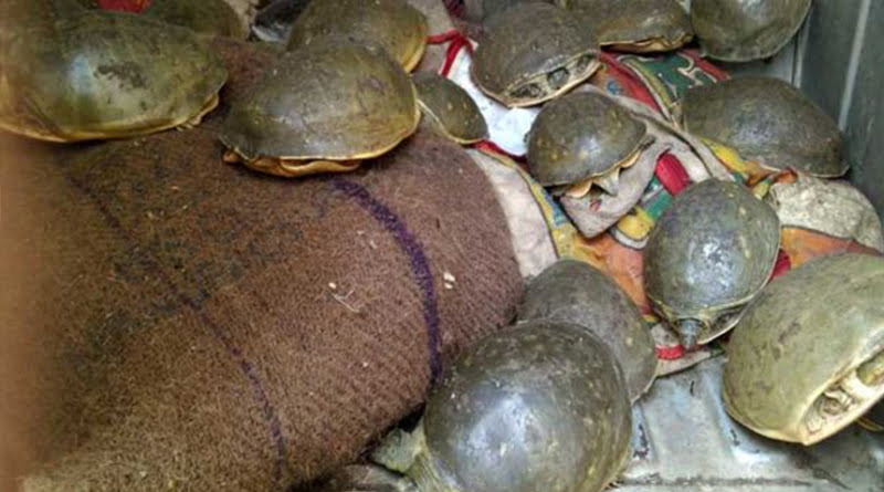 कछुवे बरामद, तस्कर फरार… 1 Hello Uttarakhand News »