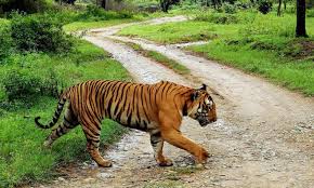 पर्यटकों का इंतजार हुआ खत्म, जल्द कर सकेंगें राजाजी पार्क सफारी 4 Hello Uttarakhand News »