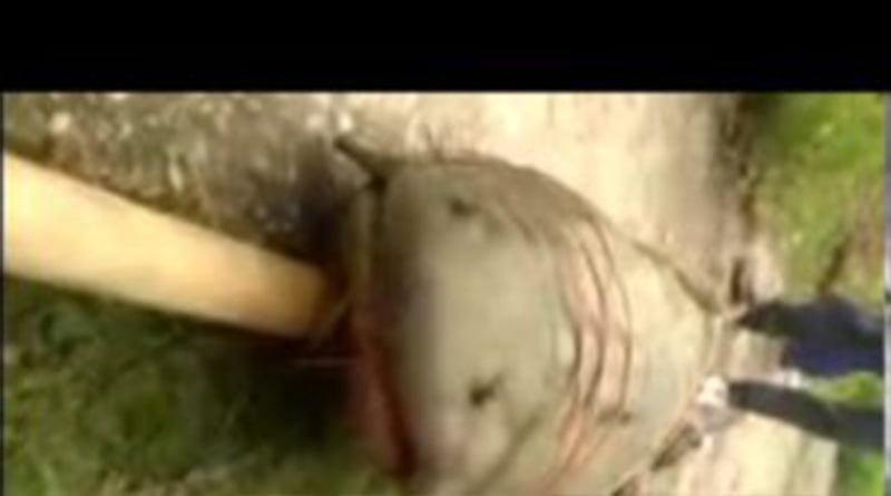 ग्रामीणों ने पकड़ी डेढ़ क्विंटल की मछली….एफआईआर होगी दर्ज – डीएम अल्मोड़ा 3 Hello Uttarakhand News »