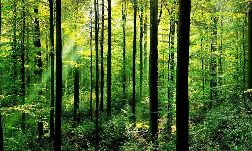 Uttarakhand Forest: उत्तराखंड वन विभाग में बम्पर तबादले, प्रमुख वन संरक्षक का हुआ तबादला, DFO देहरादून को भी मिला नई तैनाती 4 Hello Uttarakhand News »