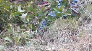 खाई में मैक्स गिरने से 10 लोगों की दर्दनाक मौत 2 Hello Uttarakhand News »