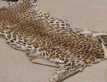 नेपाली युवकों से खरीद दून में बेचने चला था गुलदार की खाल, पुलिस ने दबोचा 4 Hello Uttarakhand News »