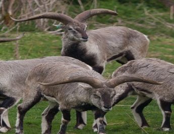 इस तरह सैलानी बन रहे हैं वन्यजीवों के लिए खतरा 2 Hello Uttarakhand News »