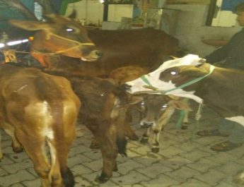 धर्मनगरी में पकड़े गोवंश तस्कर 4 Hello Uttarakhand News »