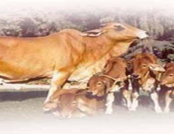 डेयरी की आड़ में काटे जा रहे थे गोवंश 2 Hello Uttarakhand News »