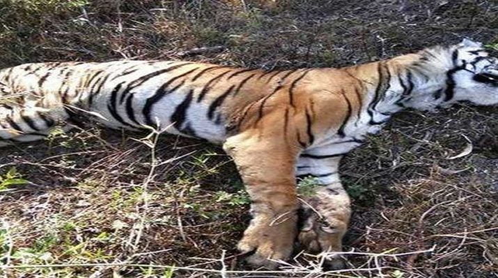 बाघों की मौत पर मौत, कब रुकेगा ये सिलसिला 1 Hello Uttarakhand News »
