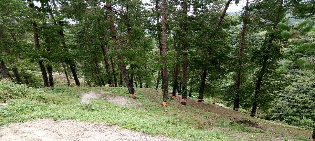 डीडीहाट में चीड़ के पेड़ों को सुखाने की साजिश, नींद में वन वि‍भाग 2 Hello Uttarakhand News »