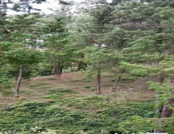 डीडीहाट में चीड़ के पेड़ों को सुखाने की साजिश, नींद में वन वि‍भाग 2 Hello Uttarakhand News »