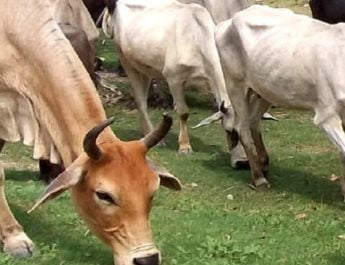 सेक्स सॉर्टेड सीमन उत्पादन वाला पहला राज्य बना उत्तराखंड 2 Hello Uttarakhand News »