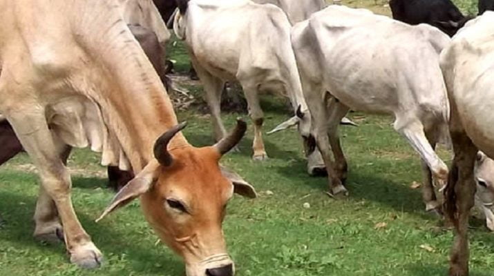 सेक्स सॉर्टेड सीमन उत्पादन वाला पहला राज्य बना उत्तराखंड 1 सेक्स सॉर्टेड सीमन उत्पादन वाला पहला राज्य बना उत्तराखंड 1 Hello Uttarakhand News »