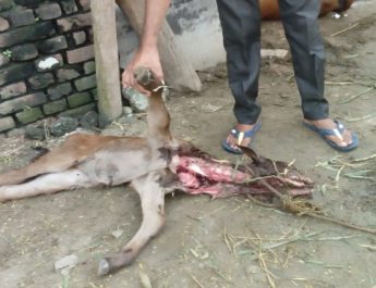 गुलदार ने बनाया गाय के बछड़े को निवाला, मौत 5 Hello Uttarakhand News »