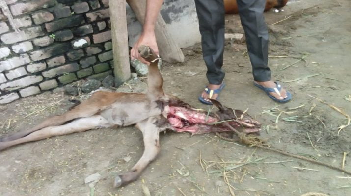 गुलदार ने बनाया गाय के बछड़े को निवाला, मौत 1 Hello Uttarakhand News »