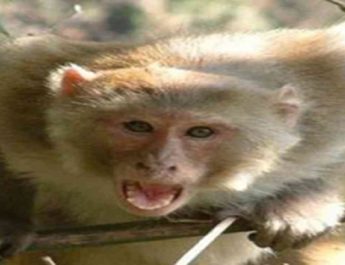 12 साल बाद आंगन में गूंजी थी किलकारियां, बंदर ने छीनी खुशी 3 Hello Uttarakhand News »