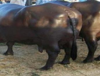 20 लाख कीमत की 18 भैंसे लूट ले गए डकैत 4 Hello Uttarakhand News &raquo;