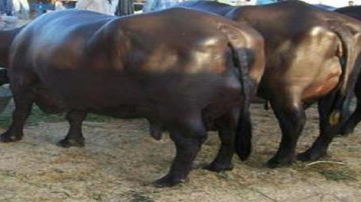 20 लाख कीमत की 18 भैंसे लूट ले गए डकैत 1 Hello Uttarakhand News »