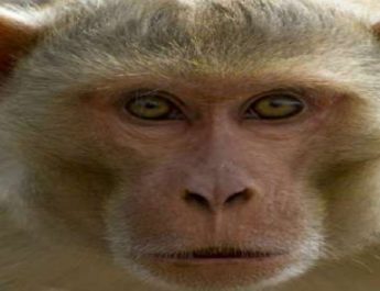 12 दिन के बच्चे को मां की गोद से छीन ले गया बंदर, फिर मार डाला 2 Hello Uttarakhand News &raquo;