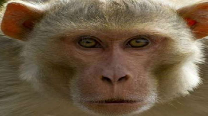 12 दिन के बच्चे को मां की गोद से छीन ले गया बंदर, फिर मार डाला 1 Hello Uttarakhand News »