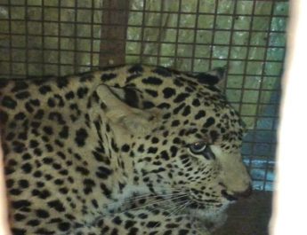 भेल फैक्टरी से पकड़ा गुलदार भेजा रेस्क्यू सेंटर 6 Hello Uttarakhand News »