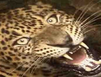 घास लेने गई महिला को गुलदार ने बनाया निवाला, क्षत-विक्षत शव बरामद 2 Hello Uttarakhand News »