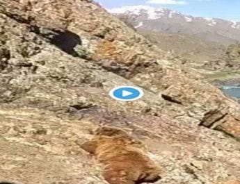 VIDEO: लोगों के पथराव के बाद पहाड़ से फिसलकर भालू गिरा नदी में, वीडियो वायरल.. 2 Hello Uttarakhand News »