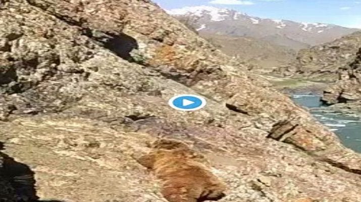 VIDEO: लोगों के पथराव के बाद पहाड़ से फिसलकर भालू गिरा नदी में, वीडियो वायरल.. 1 Hello Uttarakhand News »