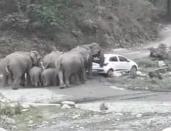 नैनीताल: हाथियों के झुंड ने पर्यटकों की दो कारों पर किया हमला, खिलौने की तरह धकेला 3 Hello Uttarakhand News »