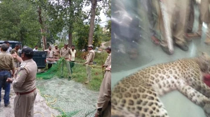 उत्तराखंड: मेडिकल कॉलेज में घुसा गुलदार आखिरकार दो दिन बाद ढेर 1 Hello Uttarakhand News »