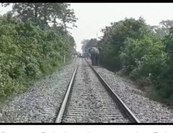 उत्तराखंड में हाथियों का आतंक, तीन युवकों पर हमला, एक की मौत, 2 हायर सेंटर रेफर, दहशत 4 Hello Uttarakhand News »