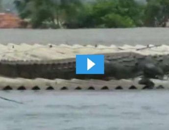 बाढ़ में डूबे घर की छत पर मुंह खोले दिखा विशालकाय मगरमच्छ, देखें वीडियो.. 3 Hello Uttarakhand News &raquo;