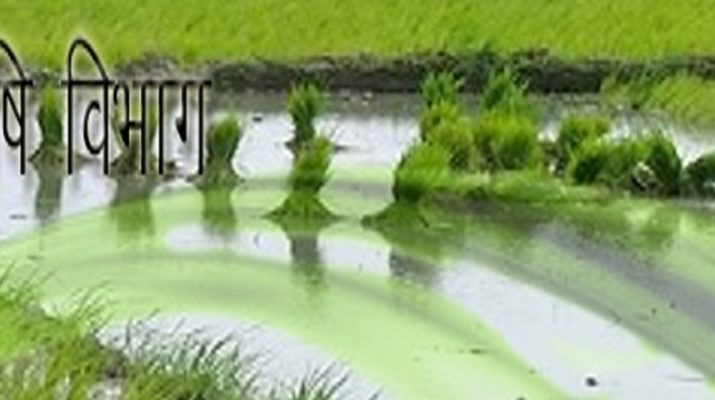 उत्तराखंड को मिला 'कृषि कर्मा अवार्ड', पुरस्कार स्वरुप मिलेगी इतनी राशि.. 1 Hello Uttarakhand News »