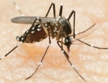 उत्तराखंड में डेंगू का कहर, पांच एसआई समेत 25 पुलिसकर्मियों में हुई पुष्टि 4 Hello Uttarakhand News »