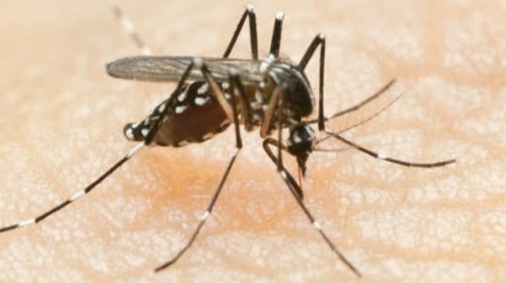 उत्तराखंड में डेंगू का कहर, पांच एसआई समेत 25 पुलिसकर्मियों में हुई पुष्टि 1 Hello Uttarakhand News »