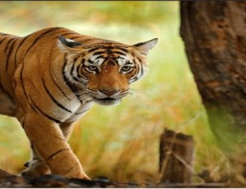 पहले हमला कर किया घायल, फिर कुछ घंटो बाद लौटा बाघ, फॉरेस्ट गार्ड को बनाया निवाला 3 Hello Uttarakhand News »