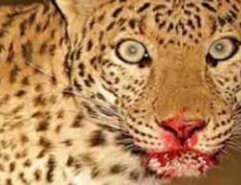 उत्तराखंड:जान पर खेलकर बहन ने गुलदार से बचाई अपने भाई की जान 2 Hello Uttarakhand News »