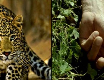 हरिद्वार में फिर से आदमखोर गुलदार का आतंक, मजदूर को बनाया निवाला 6 Hello Uttarakhand News »