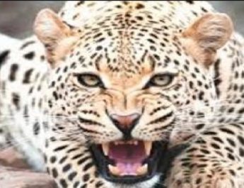 देहरादून: घर के अन्दर घुसा गुलदार, लोगों ने किया कमरे में बंद फिर.. 3 Hello Uttarakhand News »