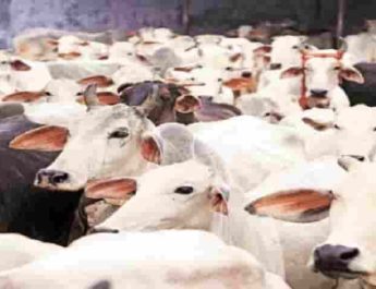 उत्तराखंड: ऑनलाइन डाटा के साथ पशुओं की होगी यूआईडी टैगिंग, पशु विभाग के पास उपचार का होगा रिकॉर्ड 3 Hello Uttarakhand News »