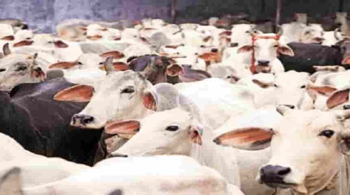 उत्तराखंड: ऑनलाइन डाटा के साथ पशुओं की होगी यूआईडी टैगिंग, पशु विभाग के पास उपचार का होगा रिकॉर्ड 1 Hello Uttarakhand News »