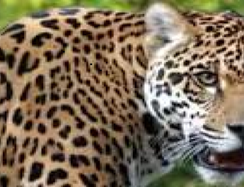 गुलदार का आतंक बरकारार, एक और महिला को बनाया निवाला 3 Hello Uttarakhand News »