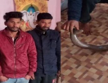 उत्तराखंड: दोमुंहा सांप के साथ तीन लोग गिरफ्तार, ढाई करोड़ से भी अधिक दुर्लभ सांप की कीमत 3 Hello Uttarakhand News »