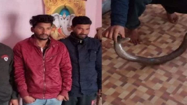 उत्तराखंड: दोमुंहा सांप के साथ तीन लोग गिरफ्तार, ढाई करोड़ से भी अधिक दुर्लभ सांप की कीमत 1 Hello Uttarakhand News »