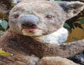 ऑस्ट्रेलिया: भूखे जानवरों को बचाने के लिए सरकार ने निकला नया रास्ता, आसमान से बरसाया जा रहे फल 2 Hello Uttarakhand News »