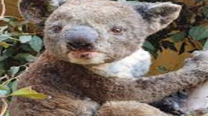 ऑस्ट्रेलिया: भूखे जानवरों को बचाने के लिए सरकार ने निकला नया रास्ता, आसमान से बरसाया जा रहे फल 1 Hello Uttarakhand News »