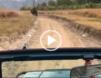 VIDEO: राजाजी टाइगर रिजर्व में हाथी ने पर्यटकों के दौड़ाया, वीडियो वायरल 2 Hello Uttarakhand News »