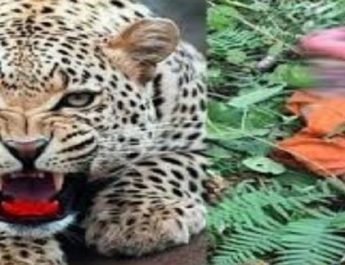 उत्तराखंड: आखिरकार ढेर हुआ आदमखोर गुलदार, लोगों ने राहत की सांस 3 Hello Uttarakhand News »