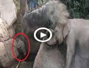 वन अधिकारियों ने चट्टानों के बीच फंसे हाथी के बछड़े को बचाया, एक ग्रामीण घायल 4 Hello Uttarakhand News »