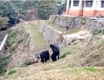 आइटीबीपी के जवानों ने भालू बनकर बंदरों को भगाया, देखें वीडियो 4 Hello Uttarakhand News »